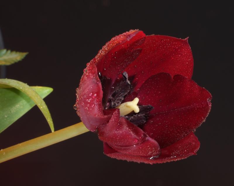 Rens Marskamp, Fotografie, Foto, RM photography, , 