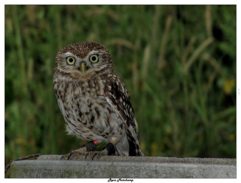 Rens Marskamp, Fotografie, Foto, RM photography, , 