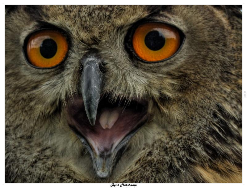 Rens Marskamp, Fotografie, Foto, RM photography, , 