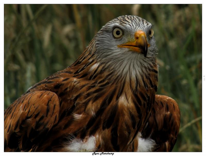 Rens Marskamp, Fotografie, Foto, RM photography, , 