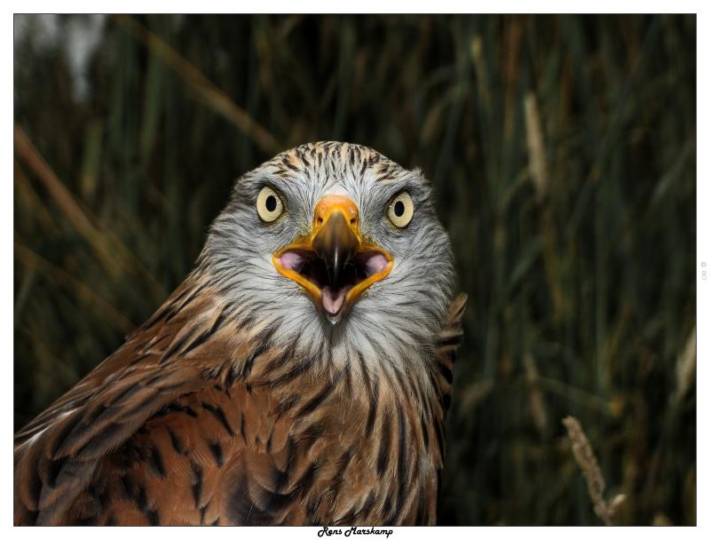Rens Marskamp, Fotografie, Foto, RM photography, , 