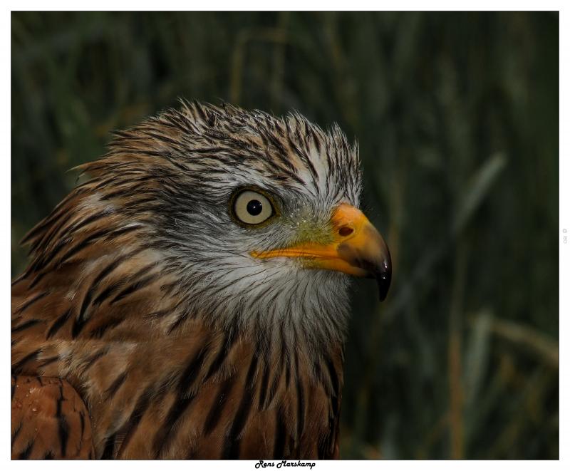 Rens Marskamp, Fotografie, Foto, RM photography, , 