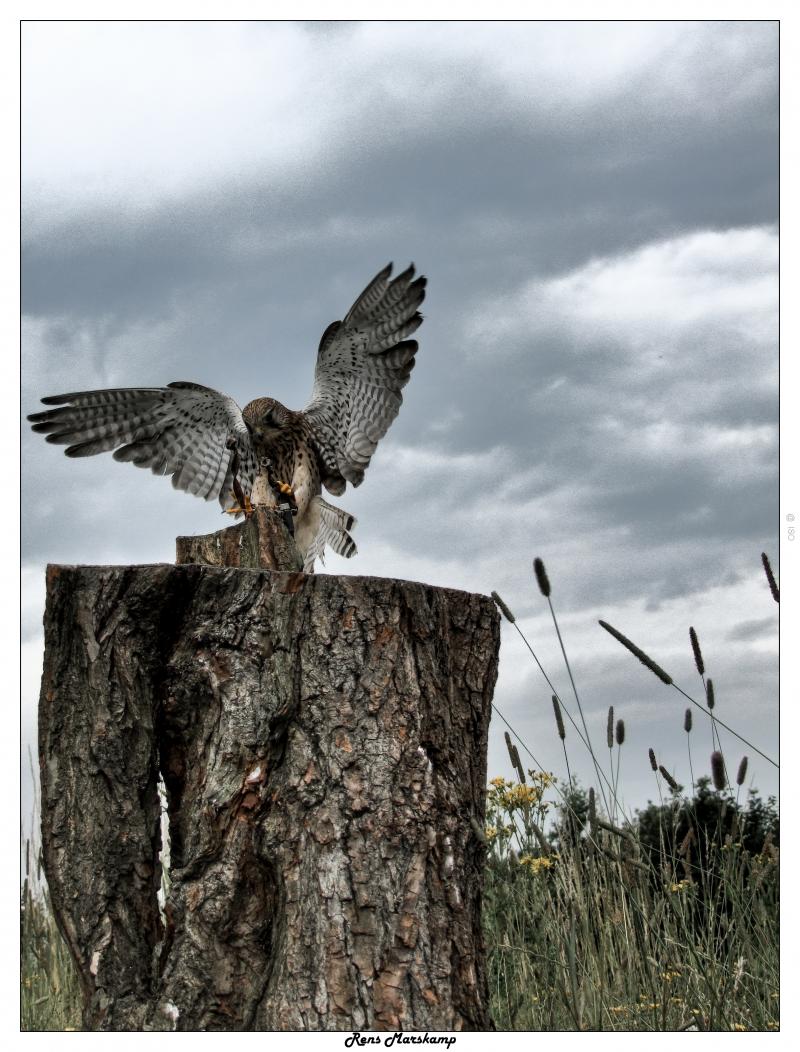 Rens Marskamp, Fotografie, Foto, RM photography, , 